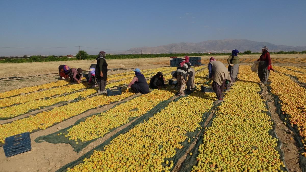 D&uuml;nya onları bekliyor: 100 den fazla kişi &ccedil;alışıyor 4