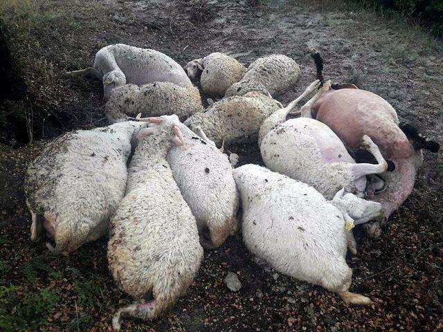 Manisa'da yıldırım düşmesi sonucu 12 koyun telef oldu
