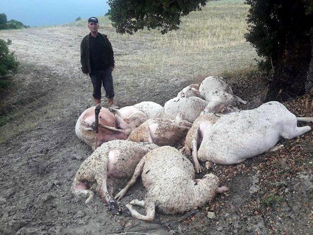 Manisa'da yıldırım düşmesi sonucu 12 koyun telef oldu