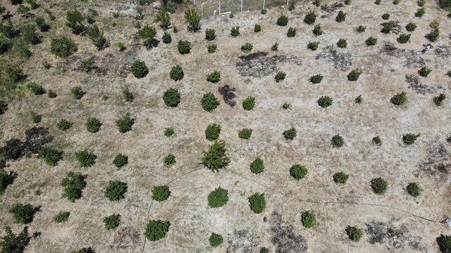 Bozkırda yetişmez diyenlere aldırış etmedi: 10 kilo ürün elde etti