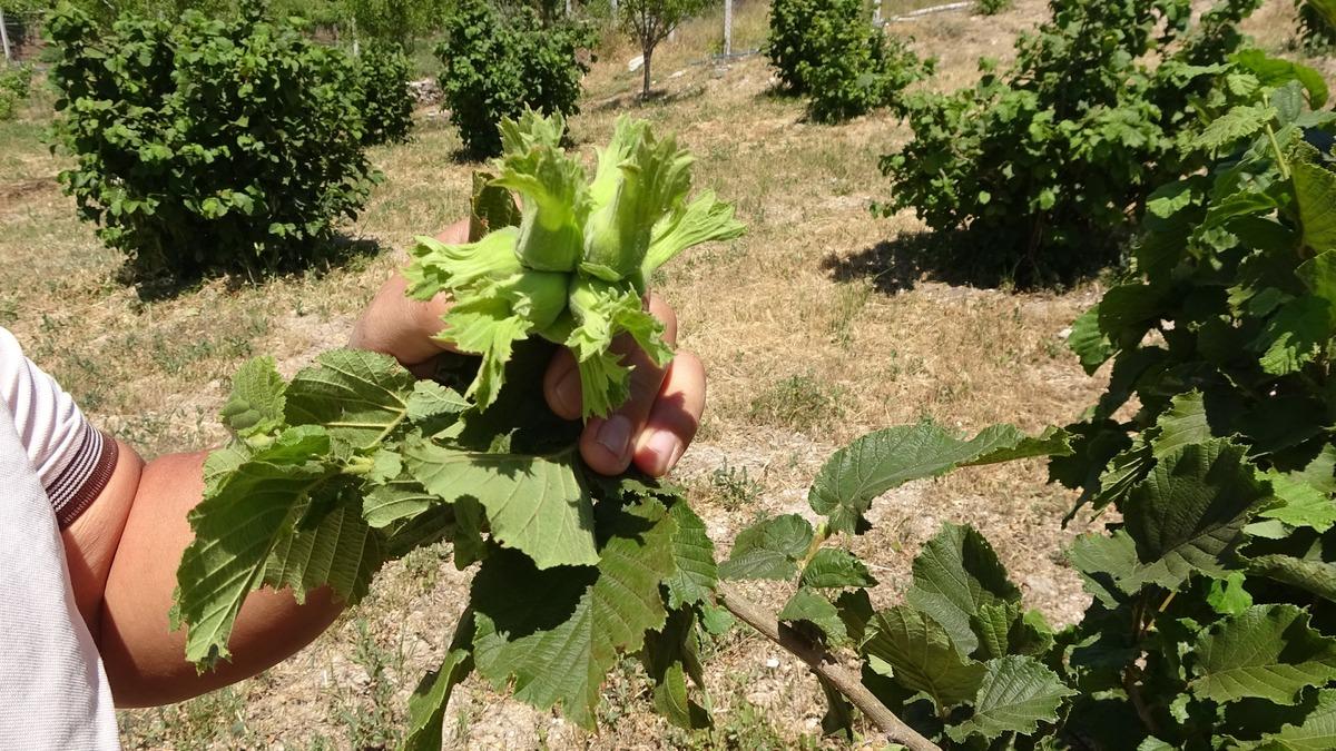 "Bozkırda yetişmez" diyenlere aldırış etmedi: 10 kilo ürün elde etti 2