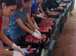 Şeftali ile nektarin üreticisi ve ihracatçısı bayramı erken yaptı
