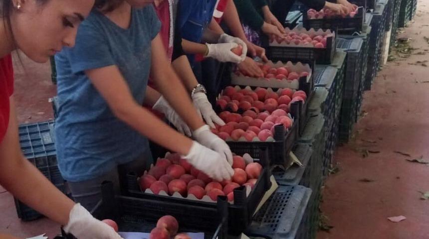 Şeftali ile nektarin üreticisi ve ihracatçısı bayramı erken yaptı