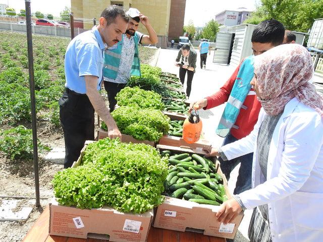 Çorum'da hükümlüler sebze üretiyor