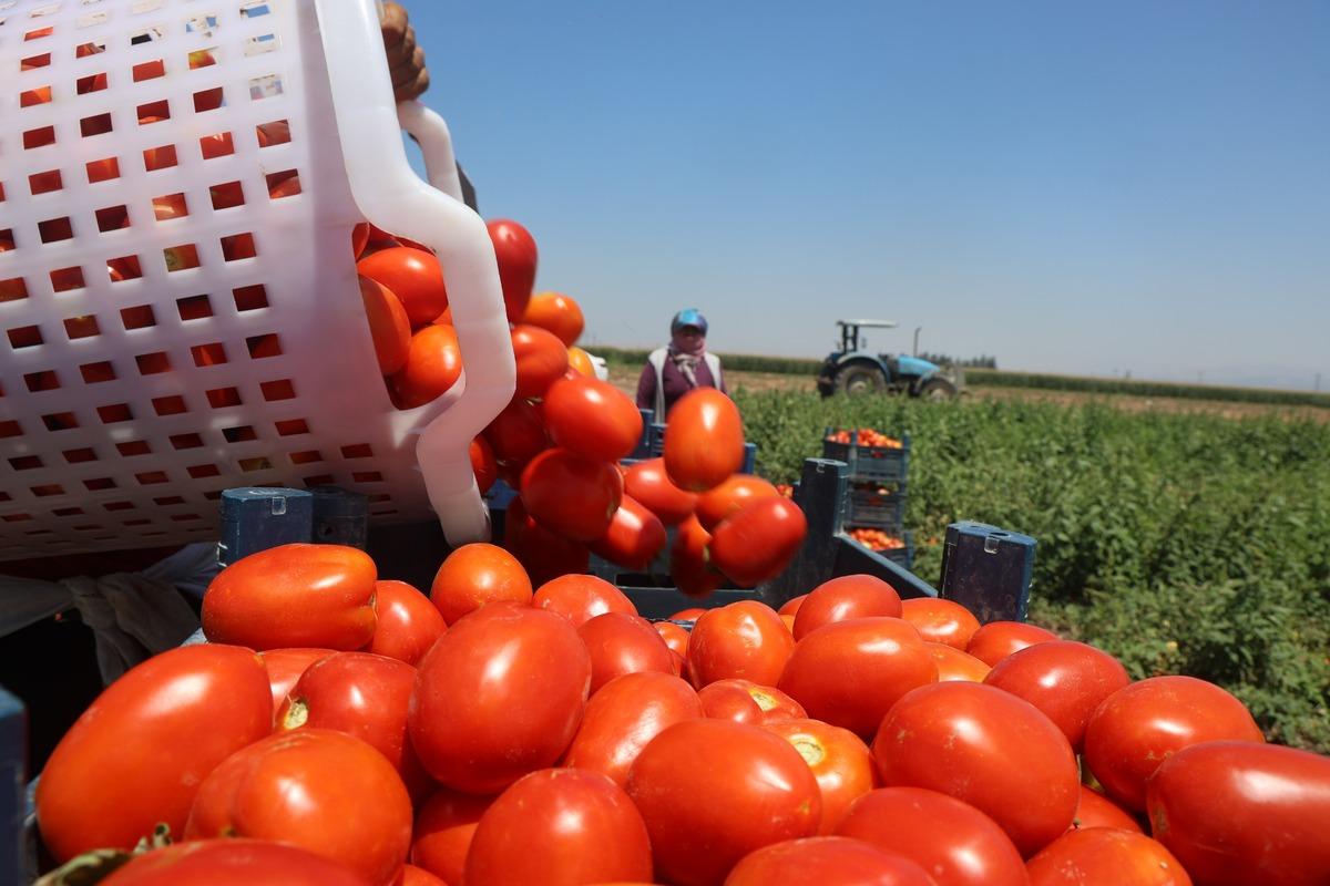 Arabaların biri gidiyor biri geliyor: 1100 TL ye yapıyorlar 3