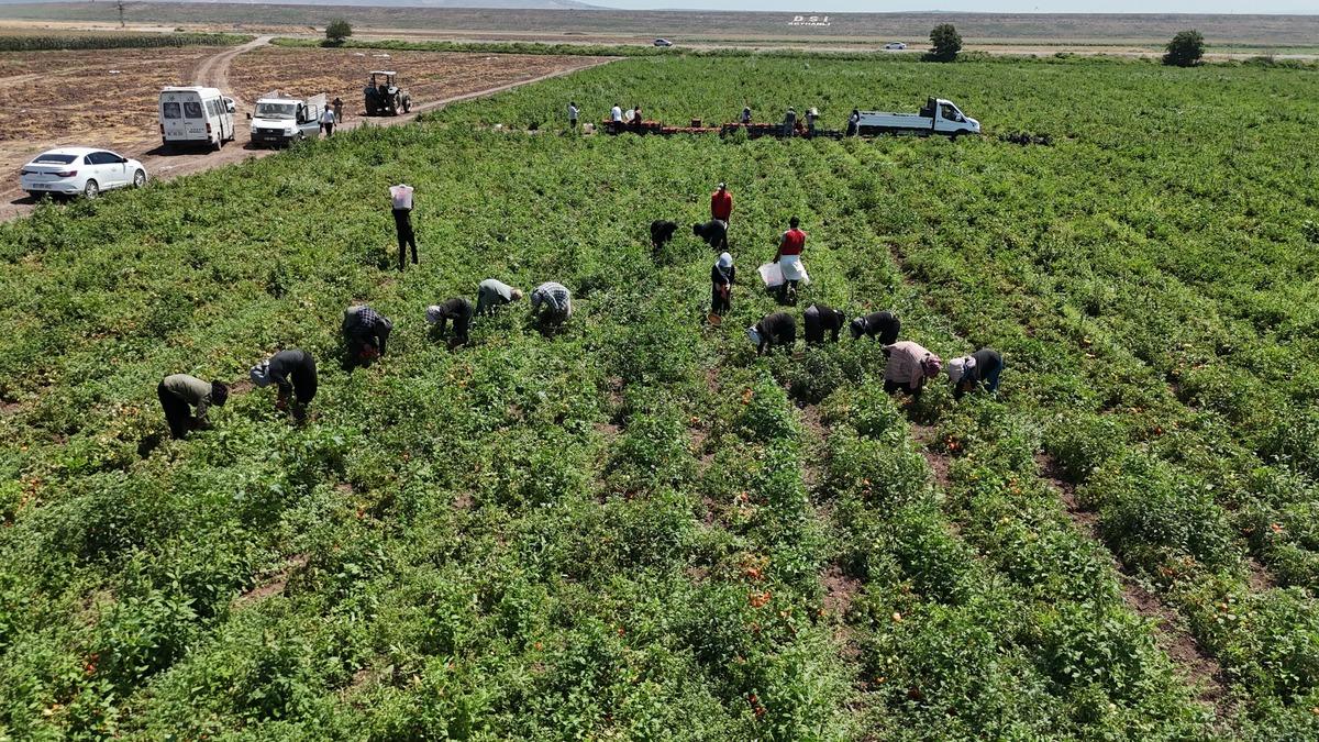 Arabaların biri gidiyor biri geliyor: 1100 TL ye yapıyorlar 4