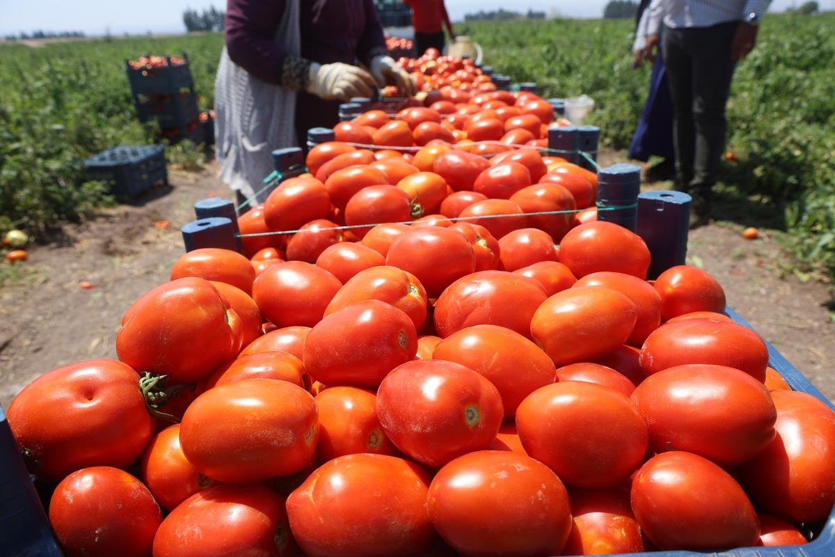 Arabaların biri gidiyor biri geliyor: 1100 TL ye yapıyorlar 6