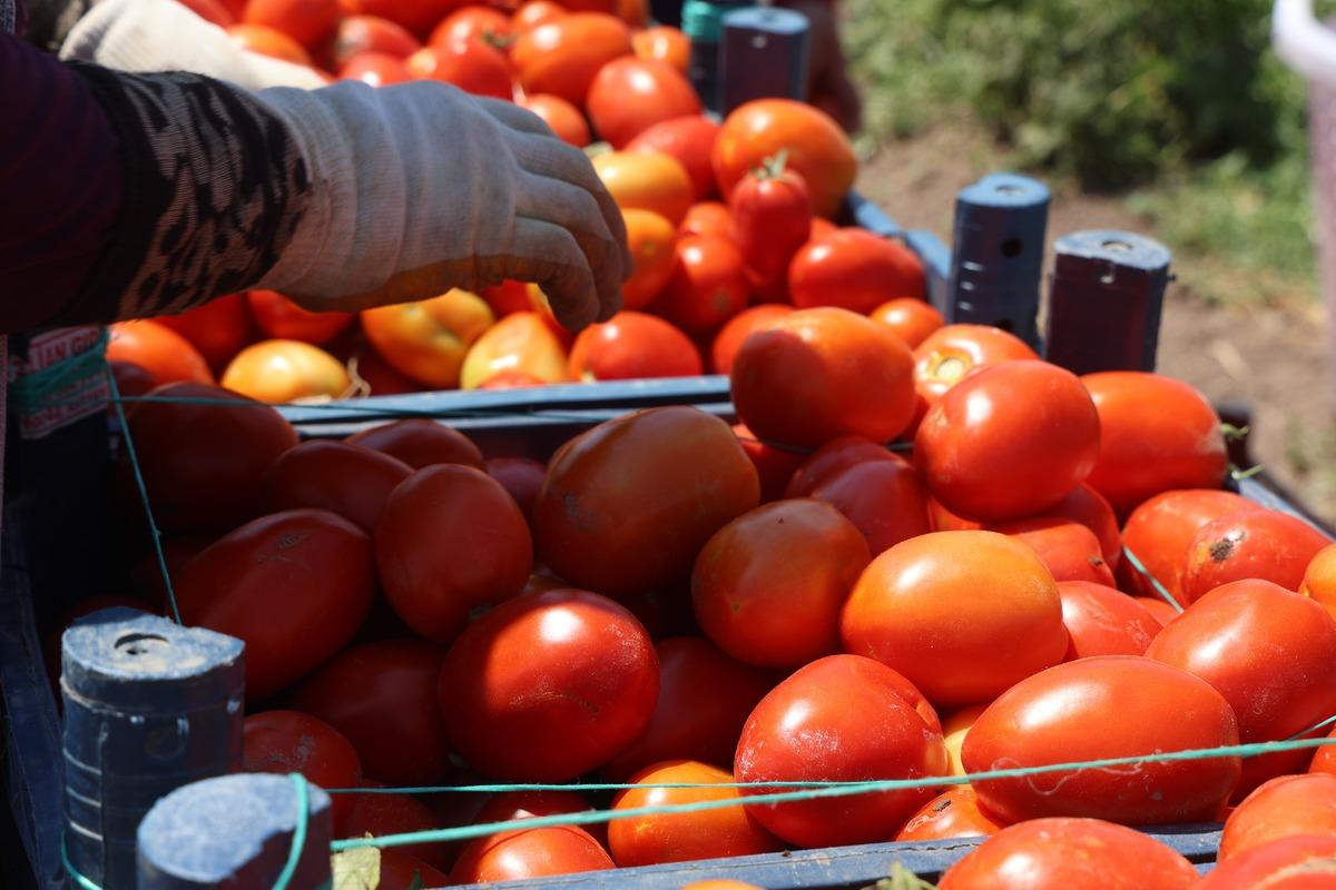 Arabaların biri gidiyor biri geliyor: 1100 TL ye yapıyorlar 1