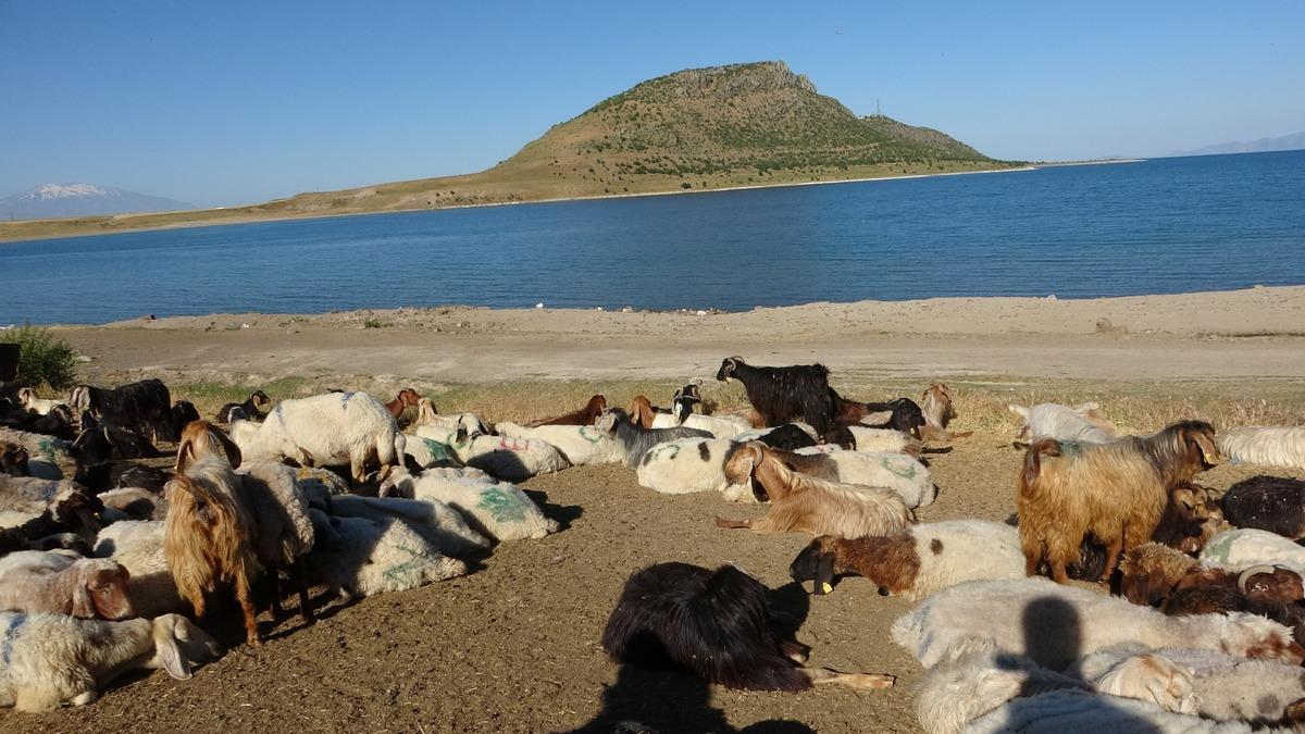 Her gün Nemrut a tırmanıyorlar! Yayladan öyle bir geçiyorlar ki göz gözü görmüyor 2
