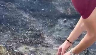 Alevlerin arasından kurtardıkları kaplumbağayı serinlettiler