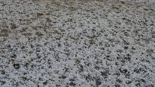 Ağrı Eleşkirt'te Haziran ayında büyük sürpriz: Ceviz büyüklüğünde dolu yağdı