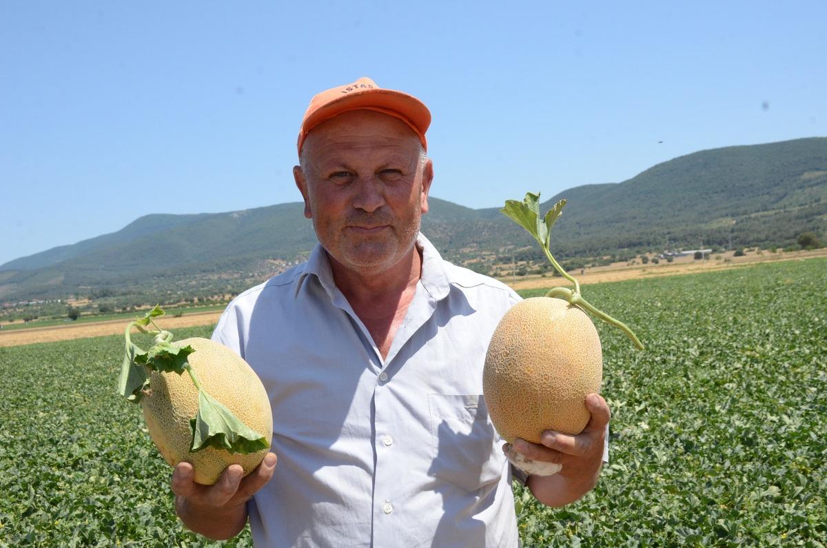 Yazın sarı altınının hasadı başladı! Kilosu30-40 TL den satılacak 1