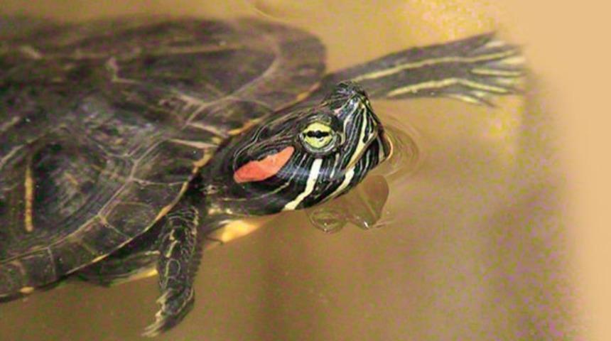 İstanbul’un son istilacıları kırmızı yanaklı su kaplumbağası!