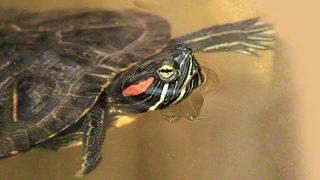 İstanbul’un son istilacıları kırmızı yanaklı su kaplumbağası!