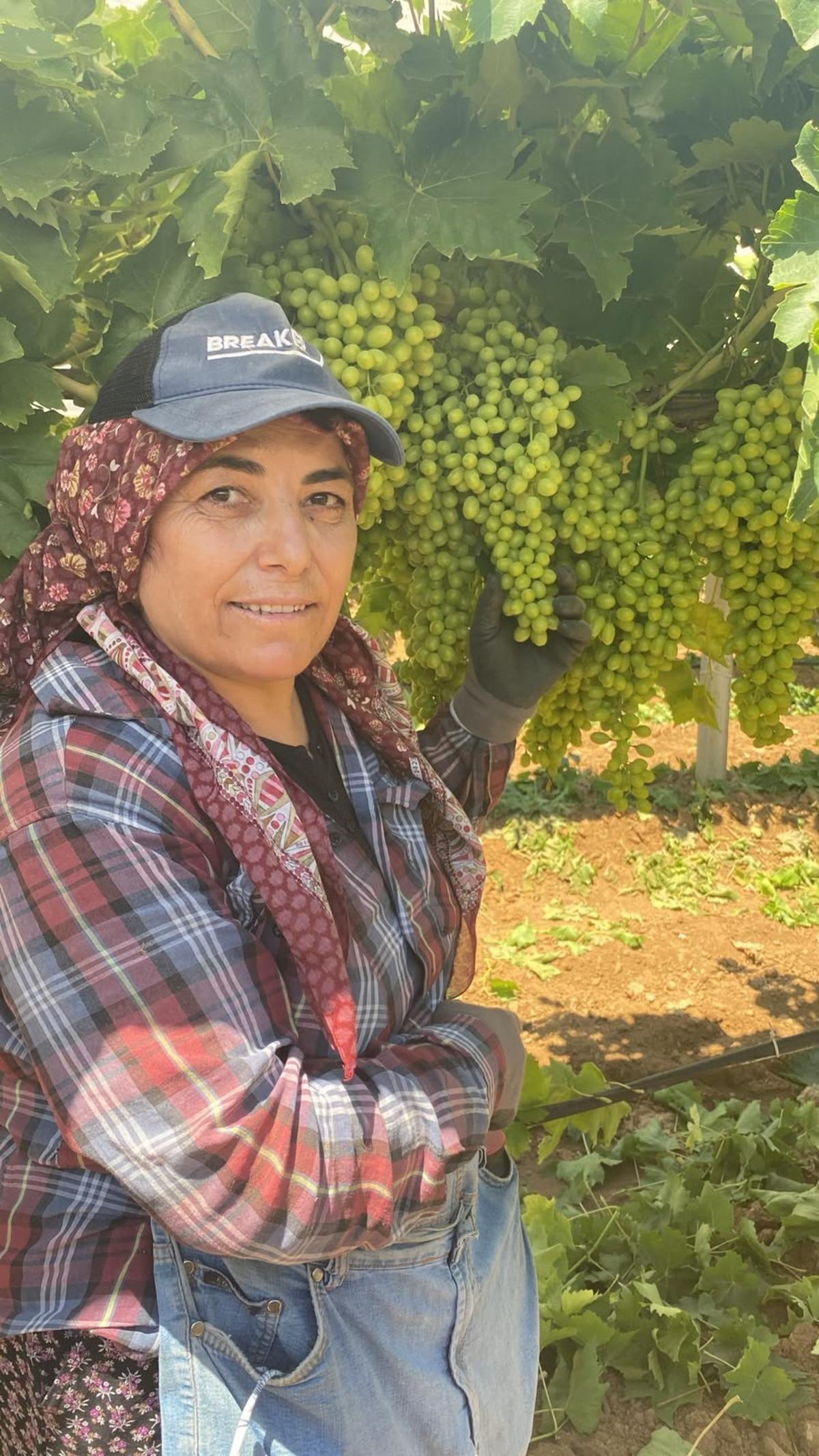 Türkiye de yetişiyor: Dünyaca ünlü salkımlar göz kamaştırıyor 1