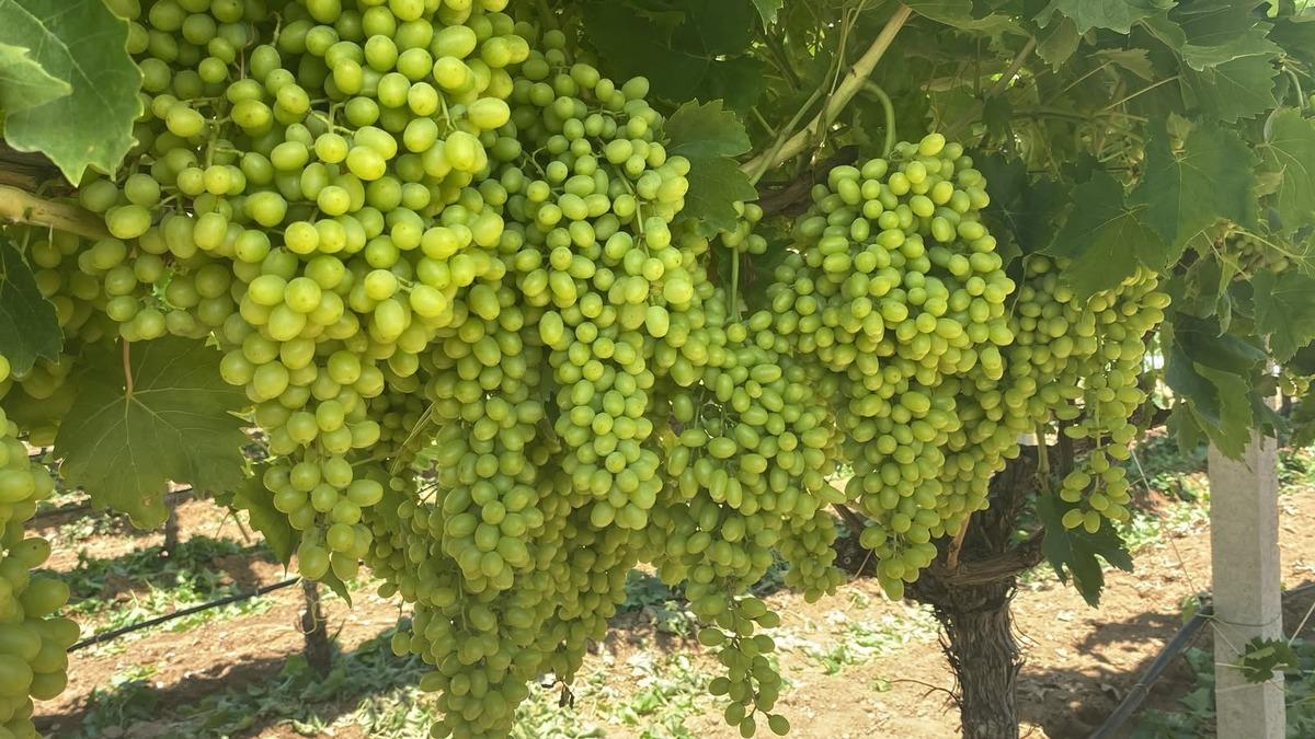 Türkiye de yetişiyor: Dünyaca ünlü salkımlar göz kamaştırıyor 2