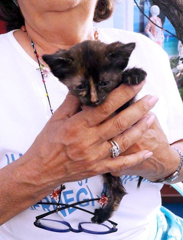 Bodrum'da kedi, köpek ve tavuklar zehirli kıyma ile telef oldu