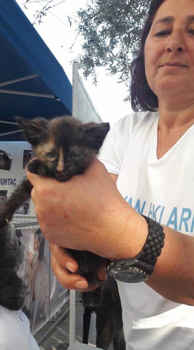 Bodrum'da kedi, köpek ve tavuklar zehirli kıyma ile telef oldu