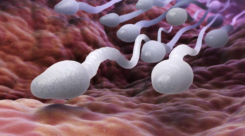 Sperm testi bozukluklarının nedenleri