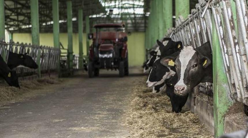 FAO Gıda Fiyat Endeksi Mayıs’ta süt ürünlerinin etkisiyle yükseldi