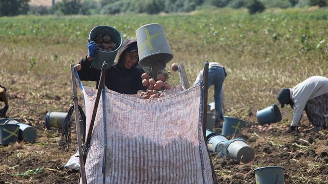 Giderek yayılıyor: 'Kilosu 14 TL, bir tane &ccedil;&uuml;r&uuml;k bulamazsınız'