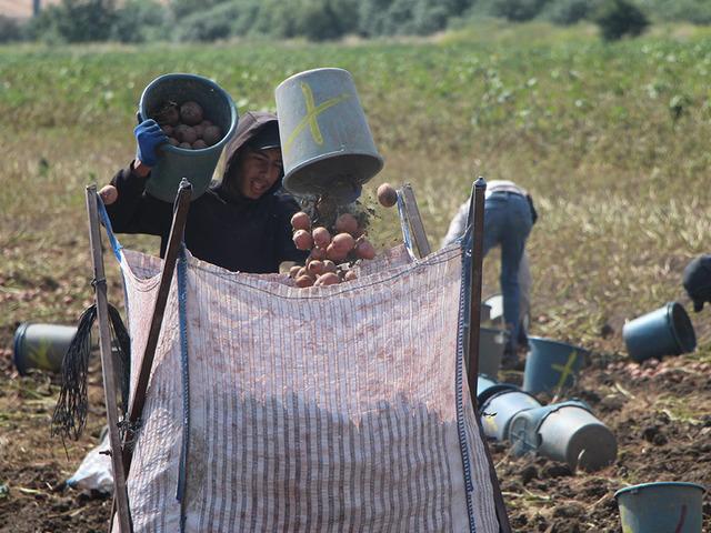 Giderek yayılıyor: 'Kilosu 14 TL, bir tane &ccedil;&uuml;r&uuml;k bulamazsınız'