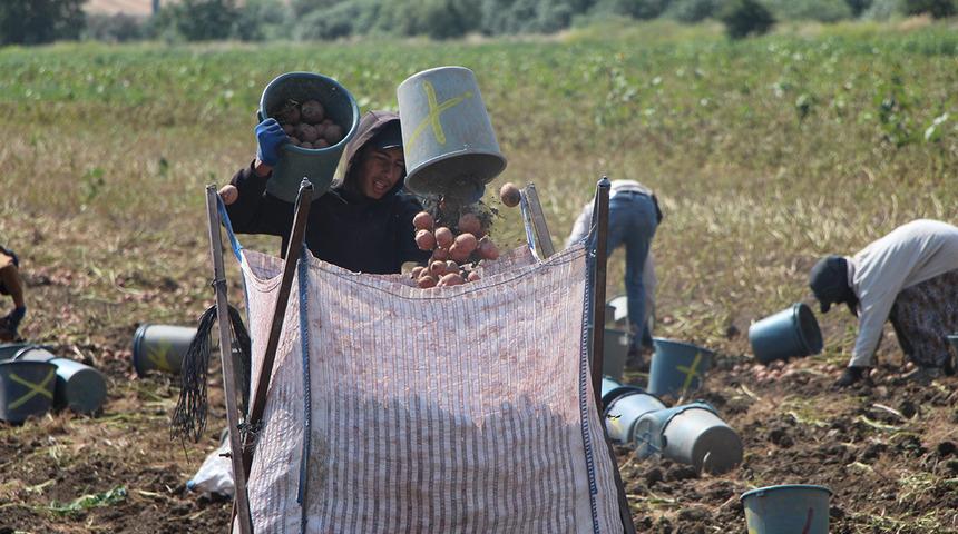 Giderek yayılıyor: 'Kilosu 14 TL, bir tane &ccedil;&uuml;r&uuml;k bulamazsınız'