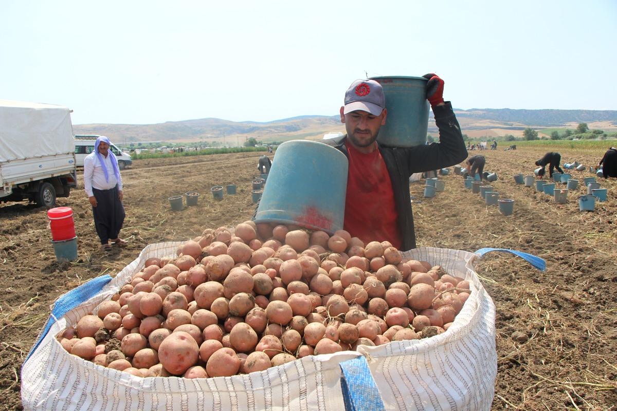 Giderek yayılıyor:  Kilosu 14 TL, bir tane &ccedil;&uuml;r&uuml;k bulamazsınız  2