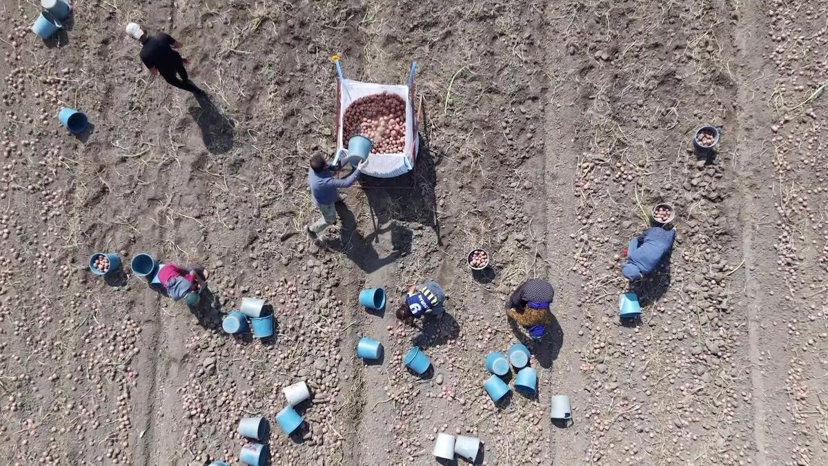 Giderek yayılıyor:  Kilosu 14 TL, bir tane &ccedil;&uuml;r&uuml;k bulamazsınız  3