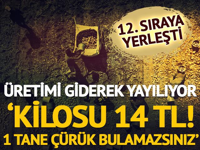 Giderek yayılıyor: 'Kilosu 14 TL, bir tane &ccedil;&uuml;r&uuml;k bulamazsınız'