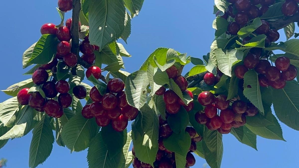 Geçen yılki tablodan eser yok: Fışkırdı Değerinin altında 4