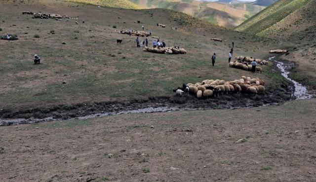 Y&uuml;ksekova&rsquo;da hayvanların aşılama ve kimliklendirme &ccedil;alışmaları s&uuml;r&uuml;yor 1