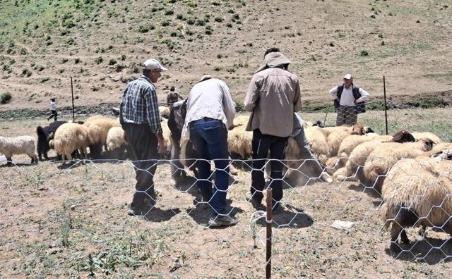 Y&uuml;ksekova&rsquo;da hayvanların aşılama ve kimliklendirme &ccedil;alışmaları s&uuml;r&uuml;yor 2