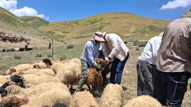 Yüksekova’da hayvanların aşılama ve kimliklendirme çalışmaları sürüyor