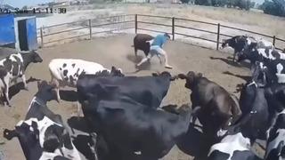 Boğanın saldırdığı besici büyük tehlike atlattı