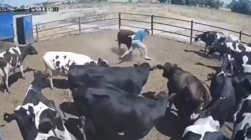 Boğanın saldırdığı besici b&uuml;y&uuml;k tehlike atlattı