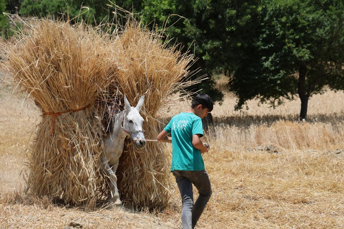 1200 rakımda imece usul&uuml; yapıyorlar: Makine giremiyor 3