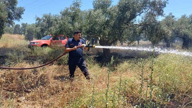 Ot bi&ccedil;erken zeytinliği yaktı 1