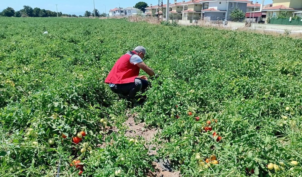 Araziler tek tek incelendi: Erken tespit edilirse kaybı önlüyor 1