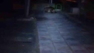 Bolu’da çocuk parkına ayı girdi