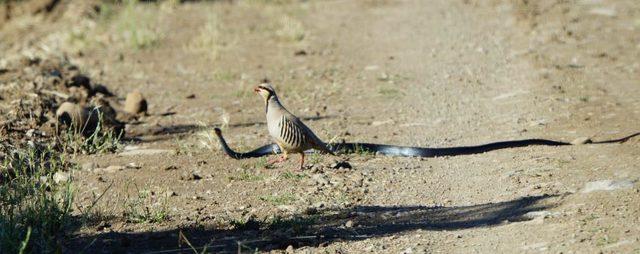 Kekliğin yavrularını yılandan koruma m&uuml;cadelesi 1