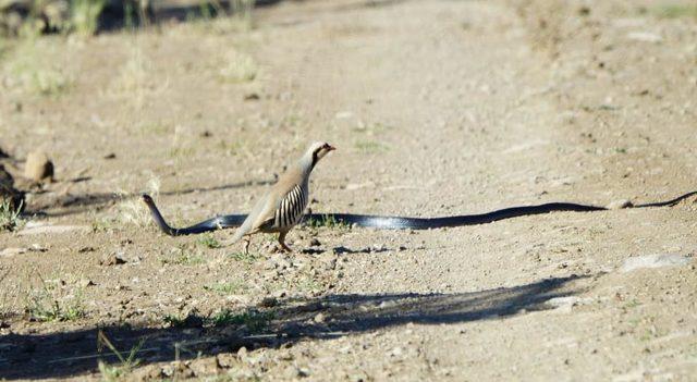 Kekliğin yavrularını yılandan koruma m&uuml;cadelesi 2