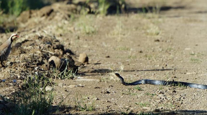 Kekliğin yavrularını yılandan koruma m&uuml;cadelesi
