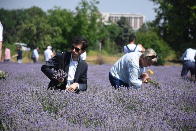 Lavanta tarlası fotoğraf stüdyosuna döndü