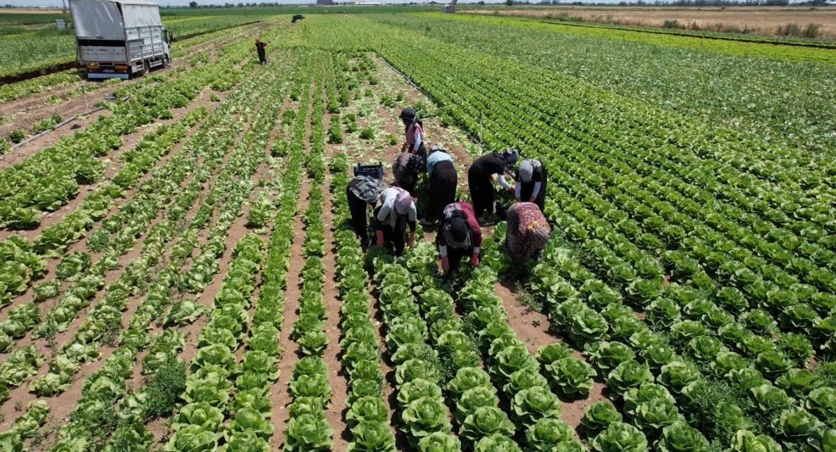 Bol olunca fiyatlar d&uuml;şt&uuml;: 5 TL ye satılıyor 4