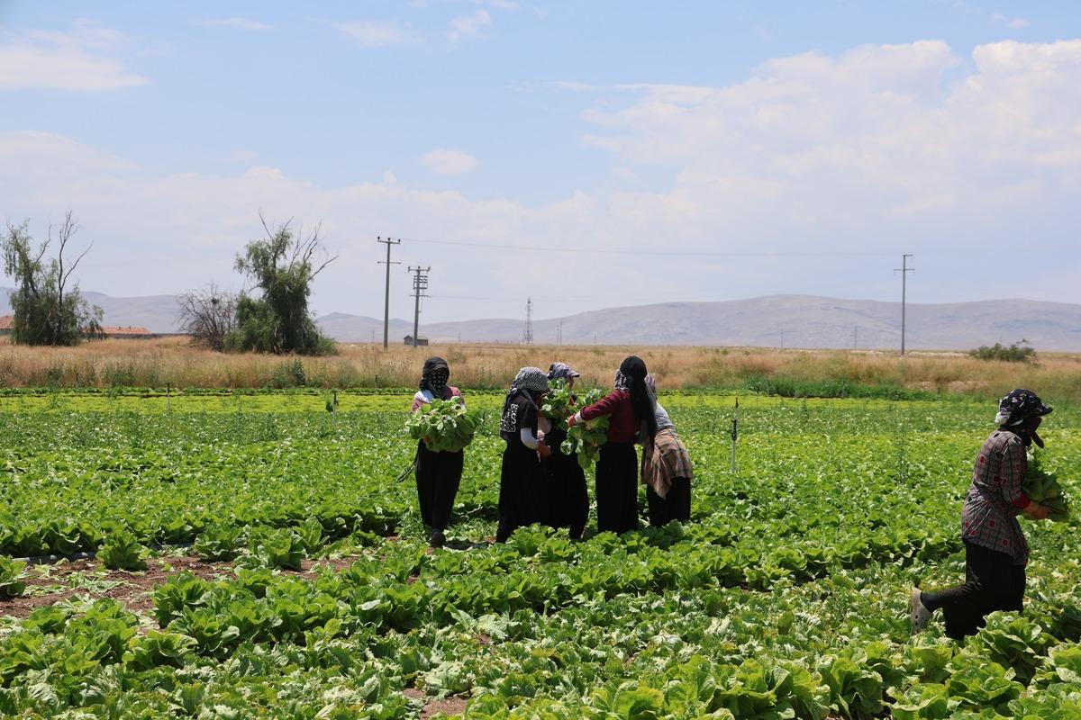Bol olunca fiyatlar d&uuml;şt&uuml;: 5 TL ye satılıyor 5