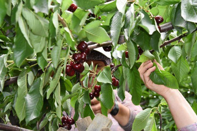 Çanakkale’de kiraz üreticisinin yüzü gülmedi