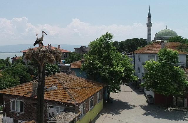 Leylek köyünde yavru leylek heyecanı