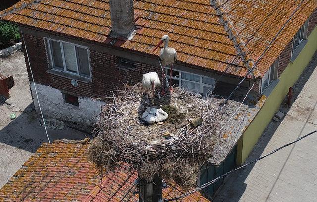 Leylek köyünde yavru leylek heyecanı