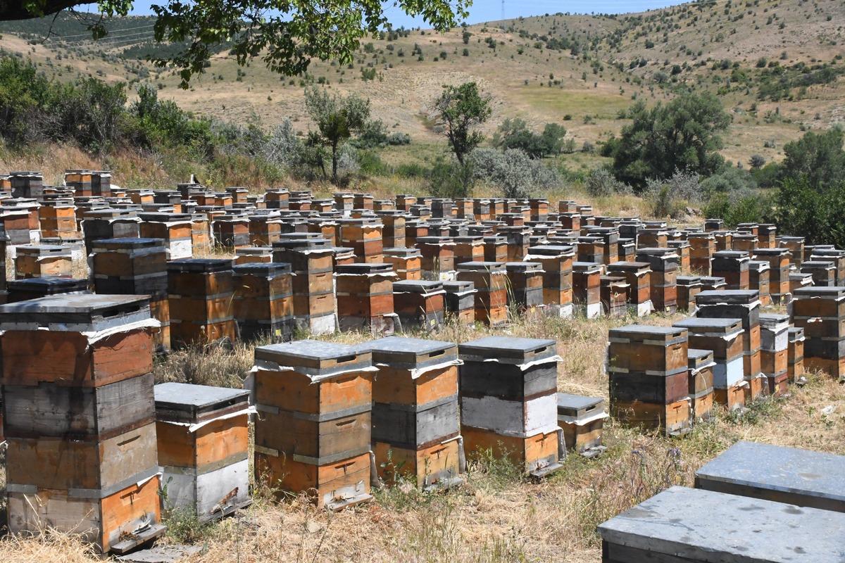B&ouml;lgenin potansiyelini g&ouml;ren bir bir taşınıyor:  Hi&ccedil; bitmiyor  5